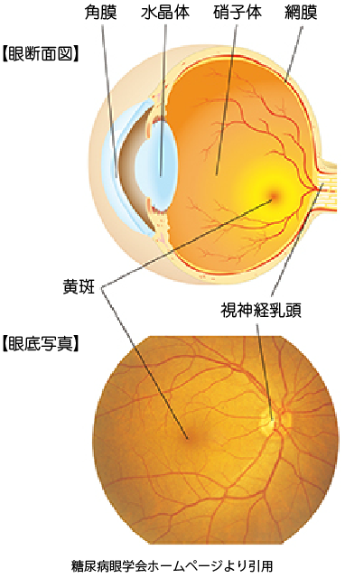 眼球の模式図